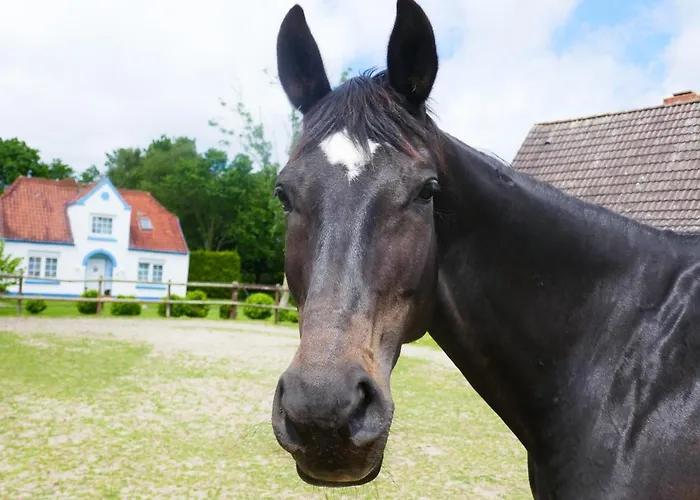 Refugium Im Nordseewind Vakantiehuis Norddeich (Dithmarschen)